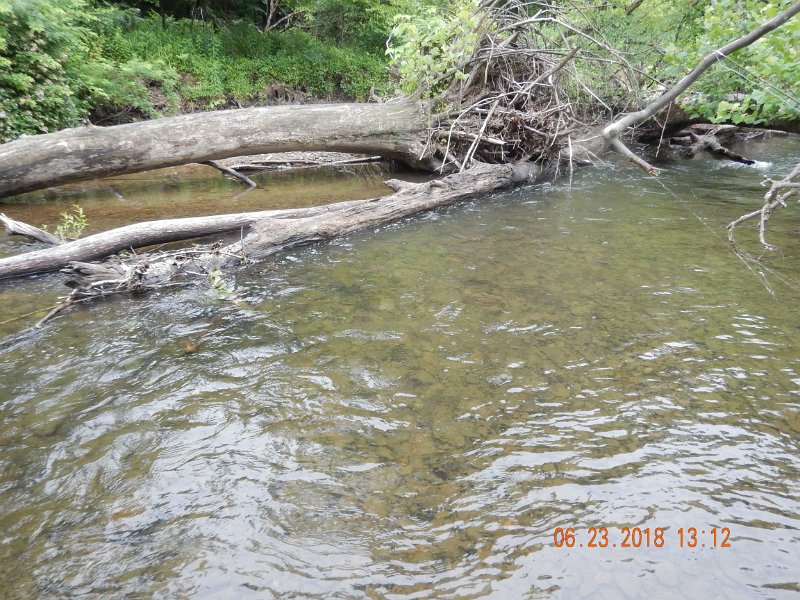 -Kettle Valley-051-.jpg - Got him right at the end of this log.